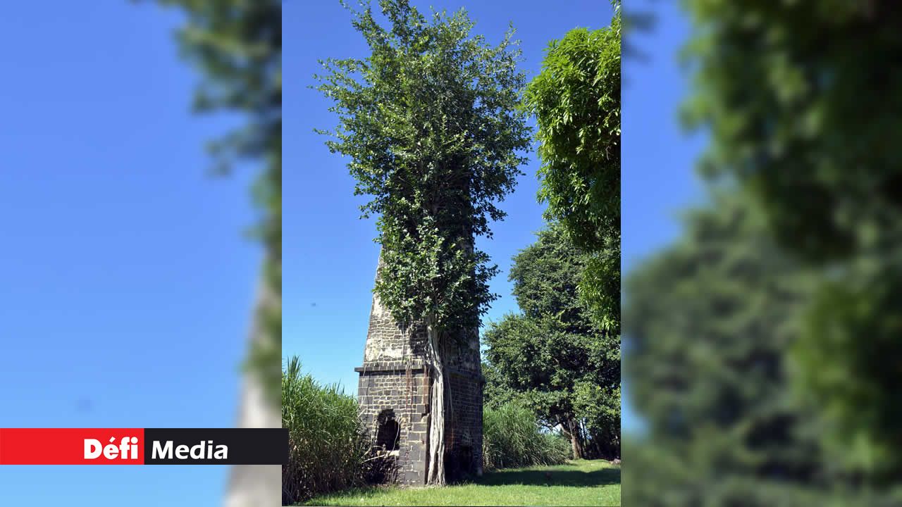 Difficile de ne pas voir cette majestueuse « cheminée-arbre »… Balade