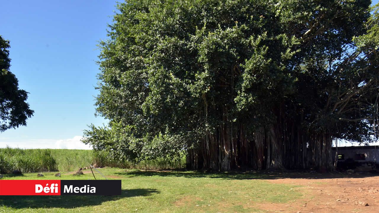 Un arbre centenaire trône sur cet ancien terrain de foot. Balade