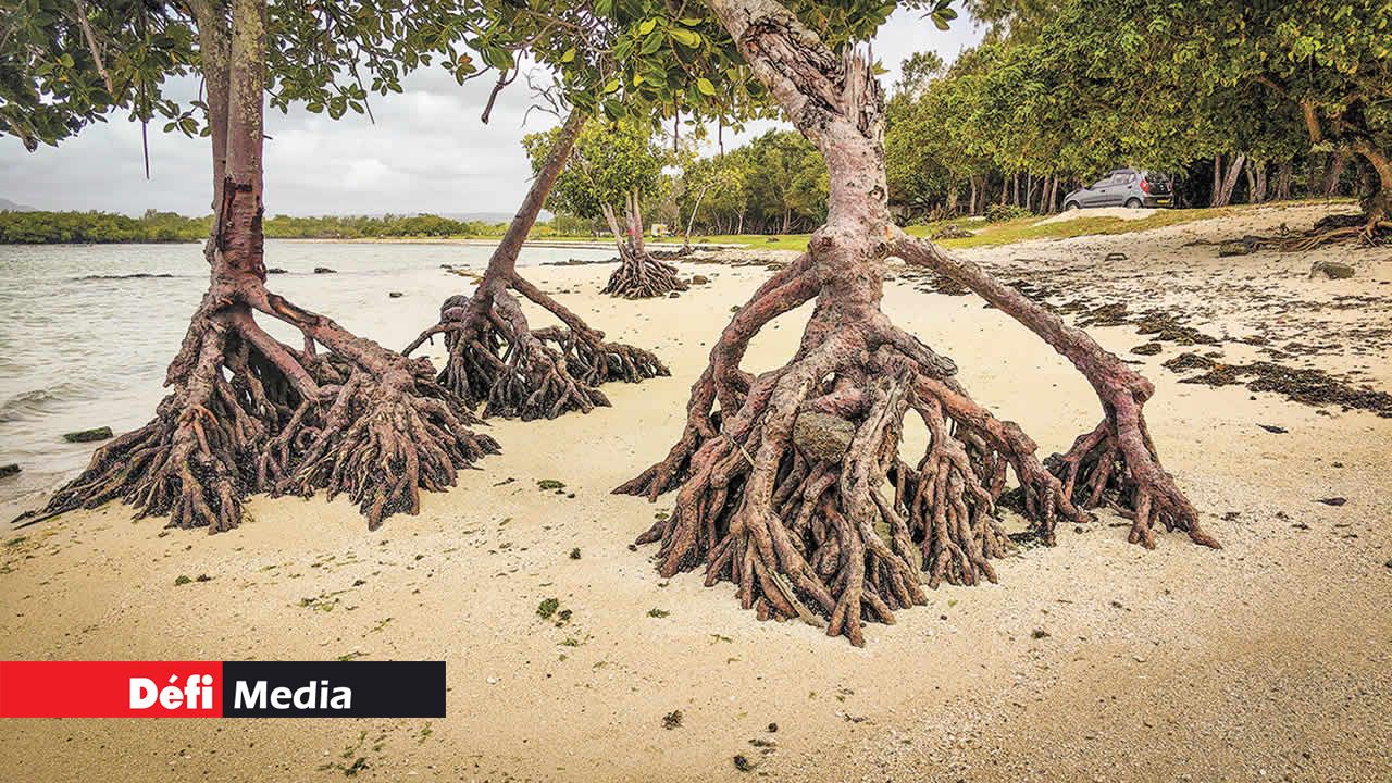 Bras-d’Eau, célèbre pour sa vaste forêt et ses plantes endémiques, a aussi son côté sombre. La hauteur des racines apparentes sur la plage démontre à quel point la situation exige des actions.