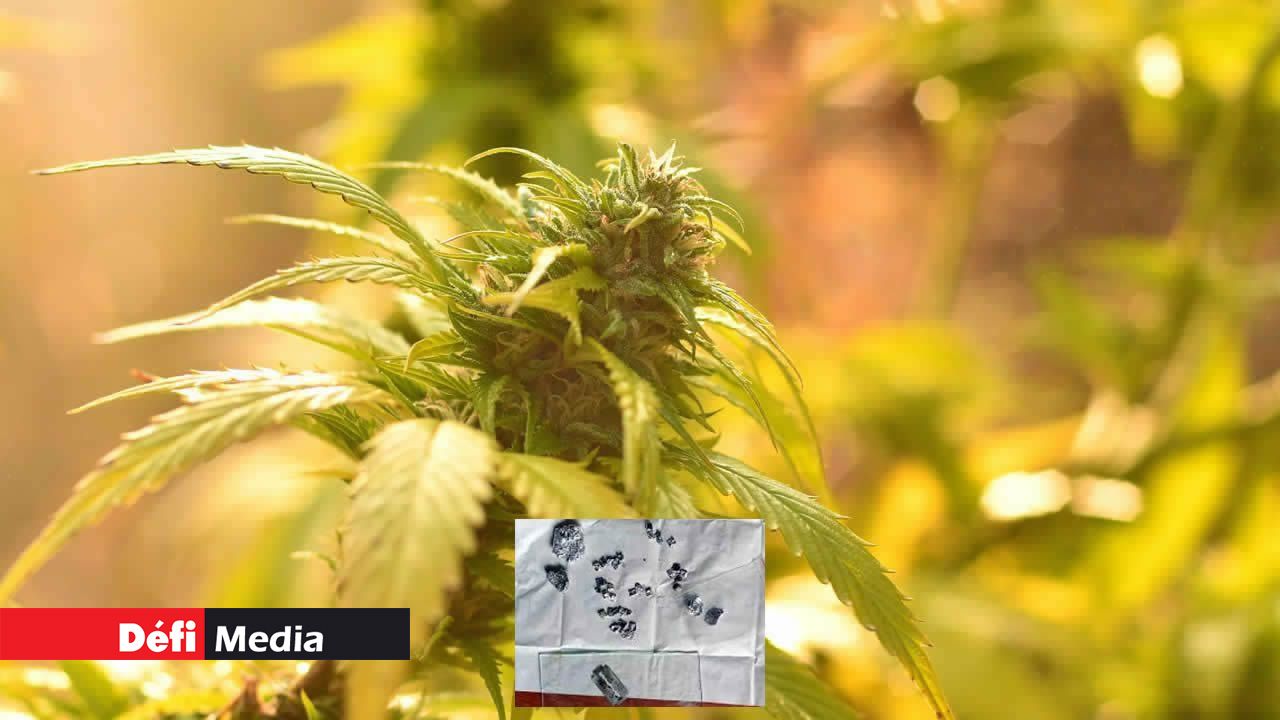 Possession et culture de cannabis  Amitabh Bachchan G.  et Rajesh Khanna L. crèvent l’écran