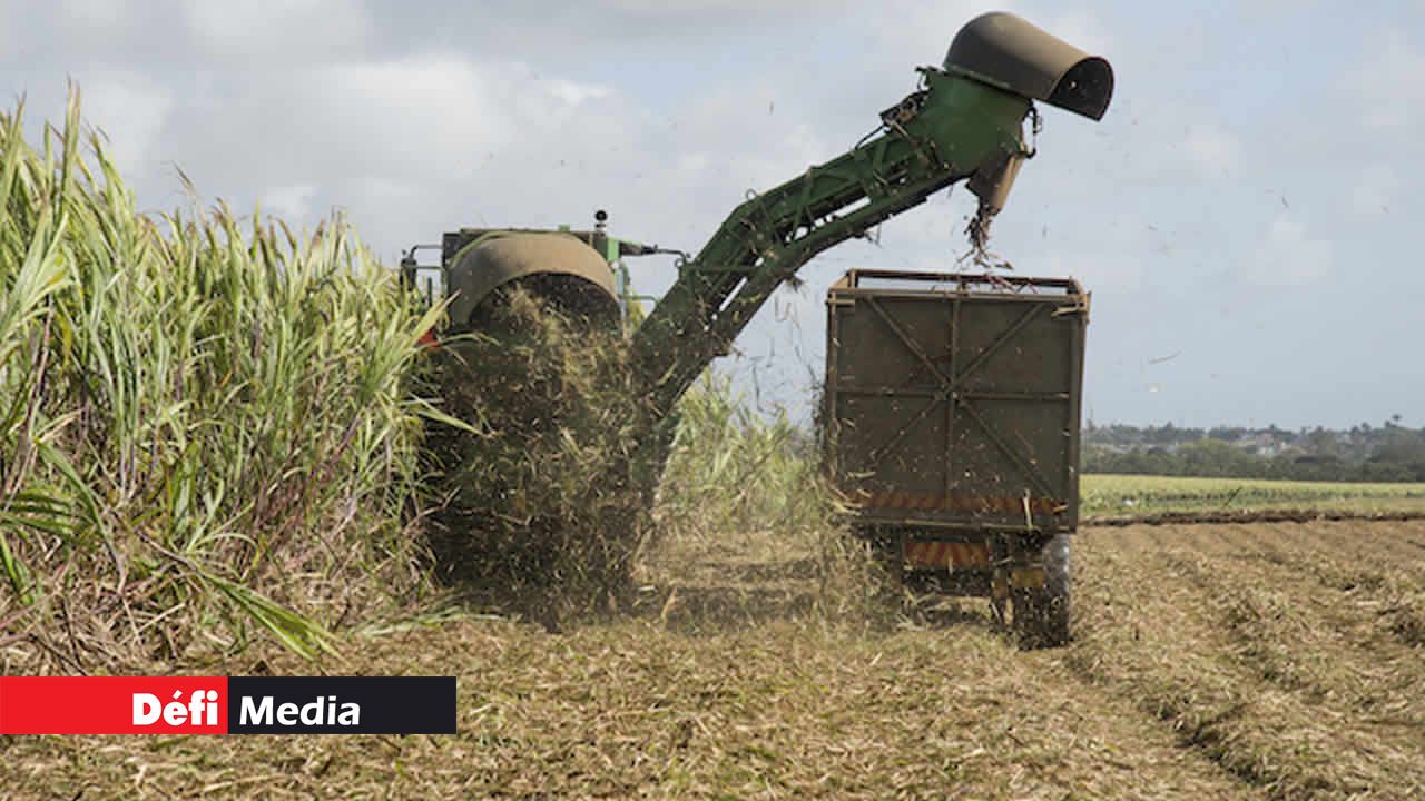 La production sucrière de la récolte