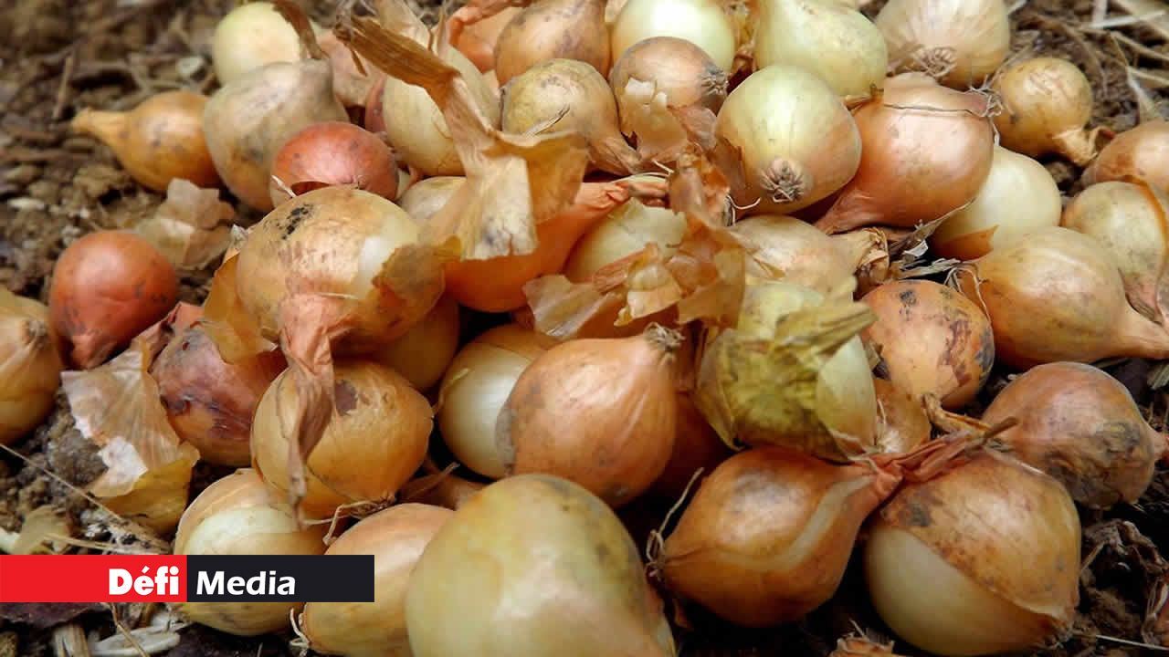 Oignons