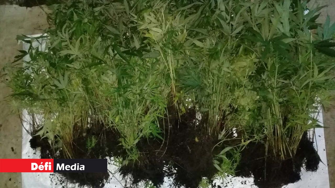 Les plants de gandia saisis par l’Adsu ont été détruits.