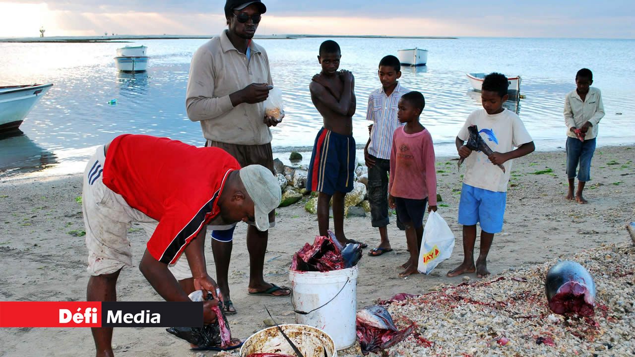 Arrivé à terre le pêcheur découpe le poisson et partage le reste avec les habitants du quartier. pêcheur