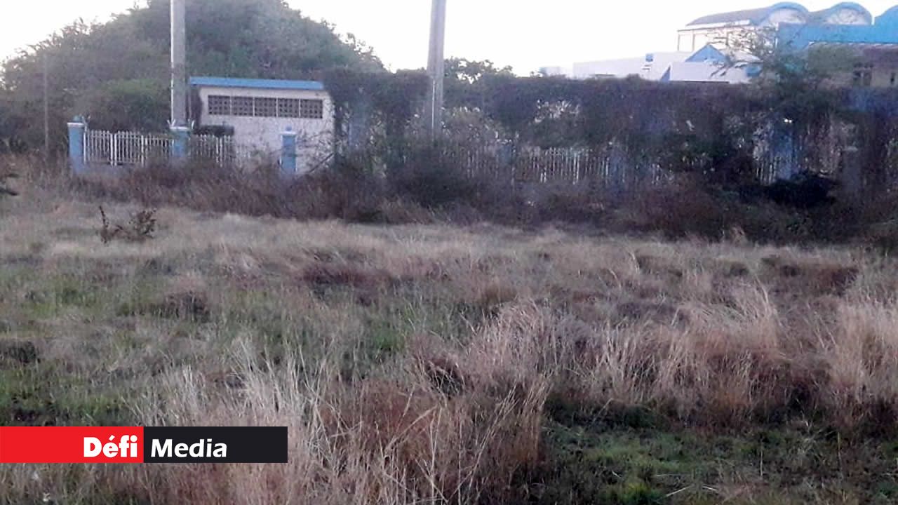 La pelouse n’a pas été entretenue depuis des mois.