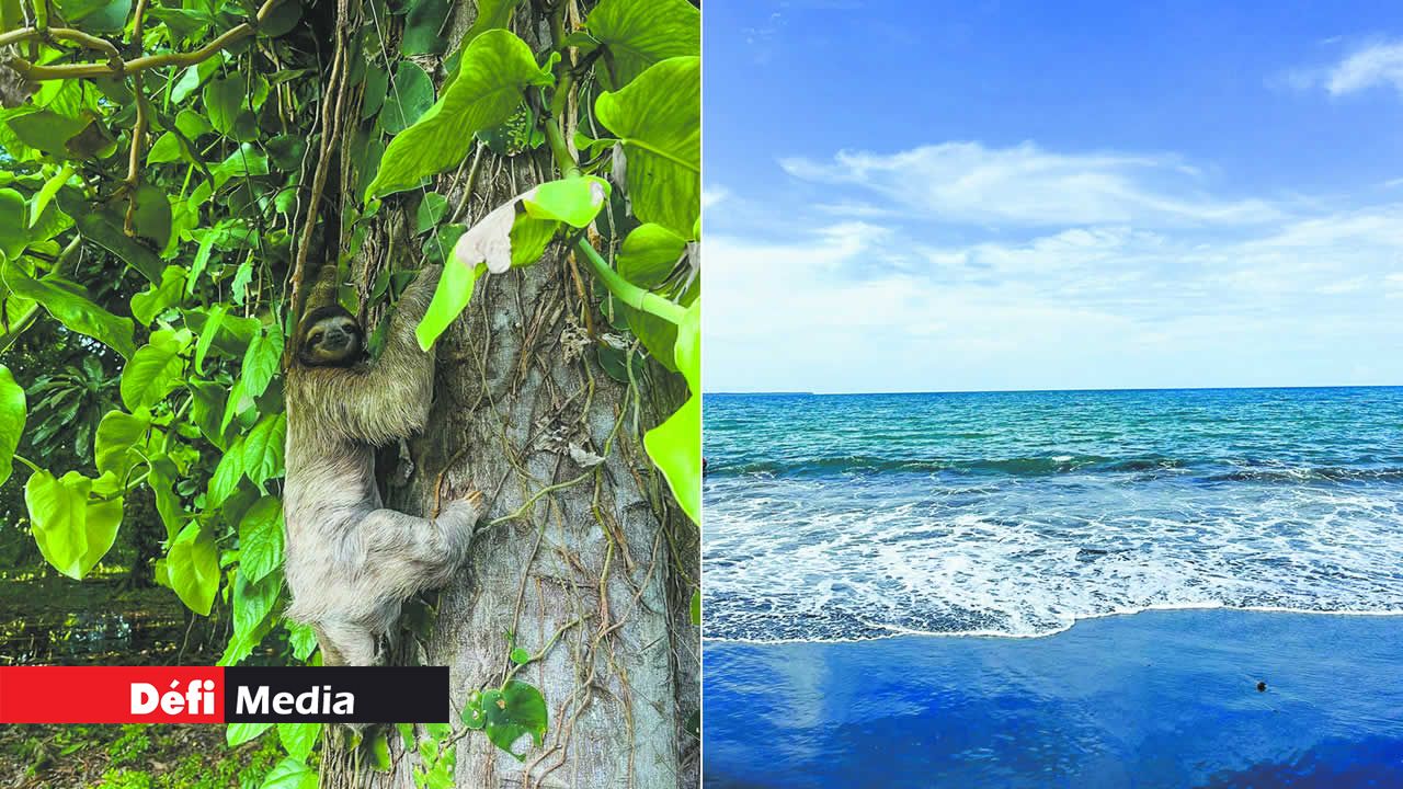 Le paresseux, animal rare et spécial qu’on trouve au Costa Rica.
