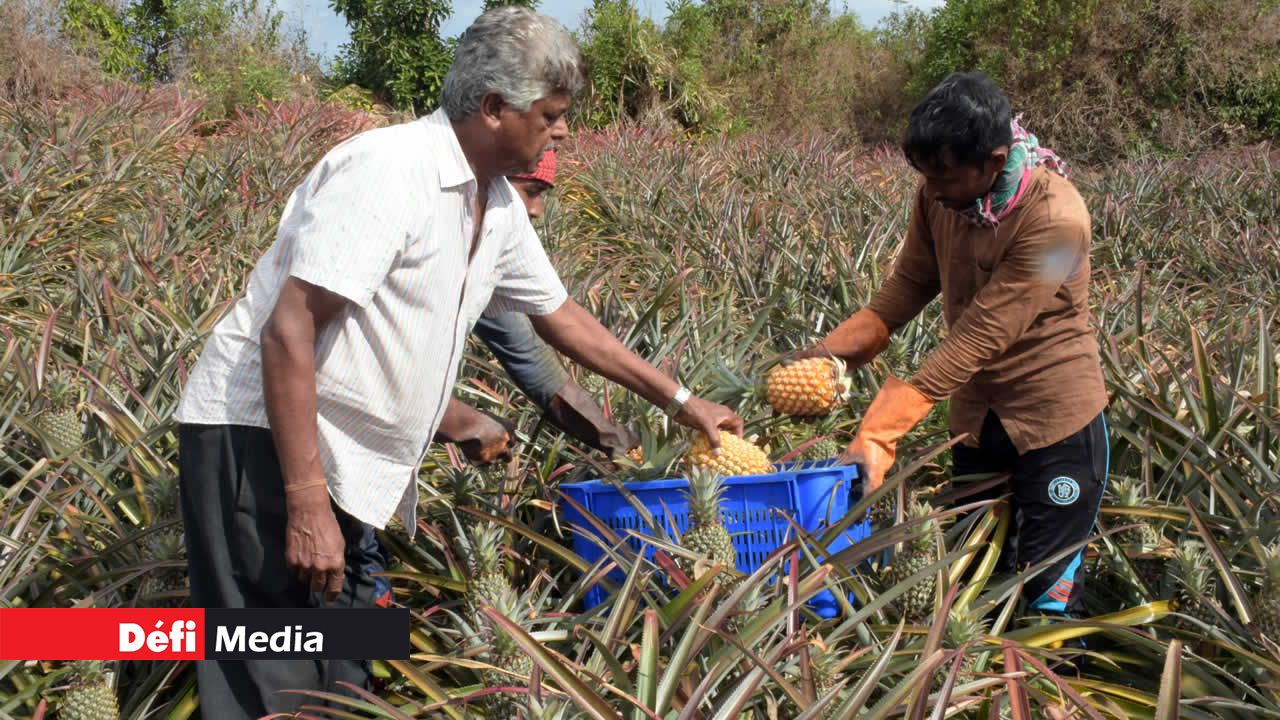 Le planteur choisit méticuleusement les ananas lors de la récolte. ananas