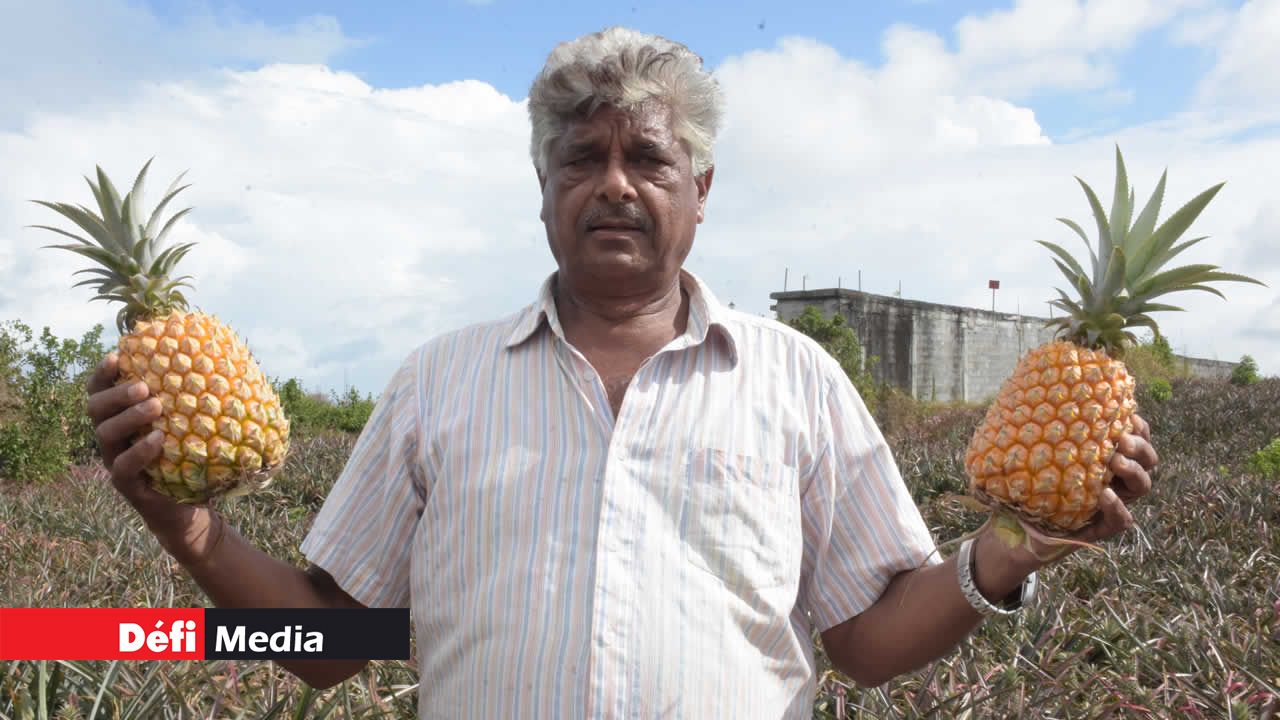 Kreshan Fowdar maîtrise l’art de la culture de l’ananas du bout des doigts. ananas