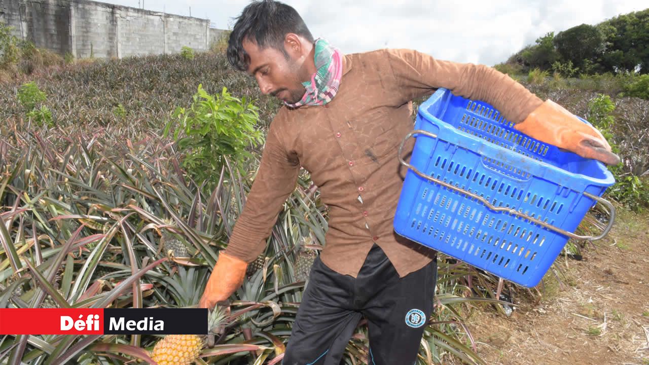 La récolte se fait sous le soleil qui brille de mille feux. ananas