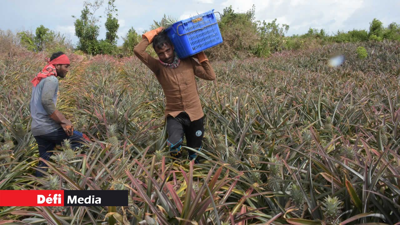 Un arpent peut contenir au minimum 35 000 plants. ananas