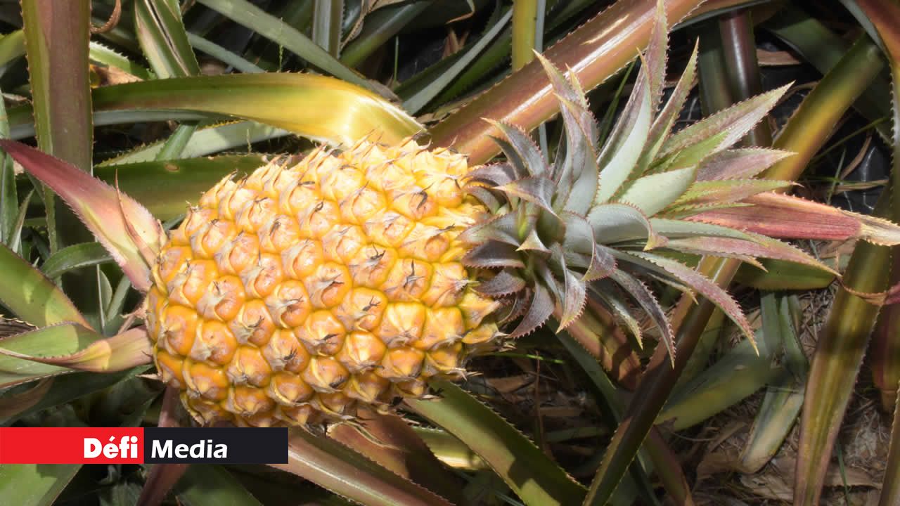 ananas