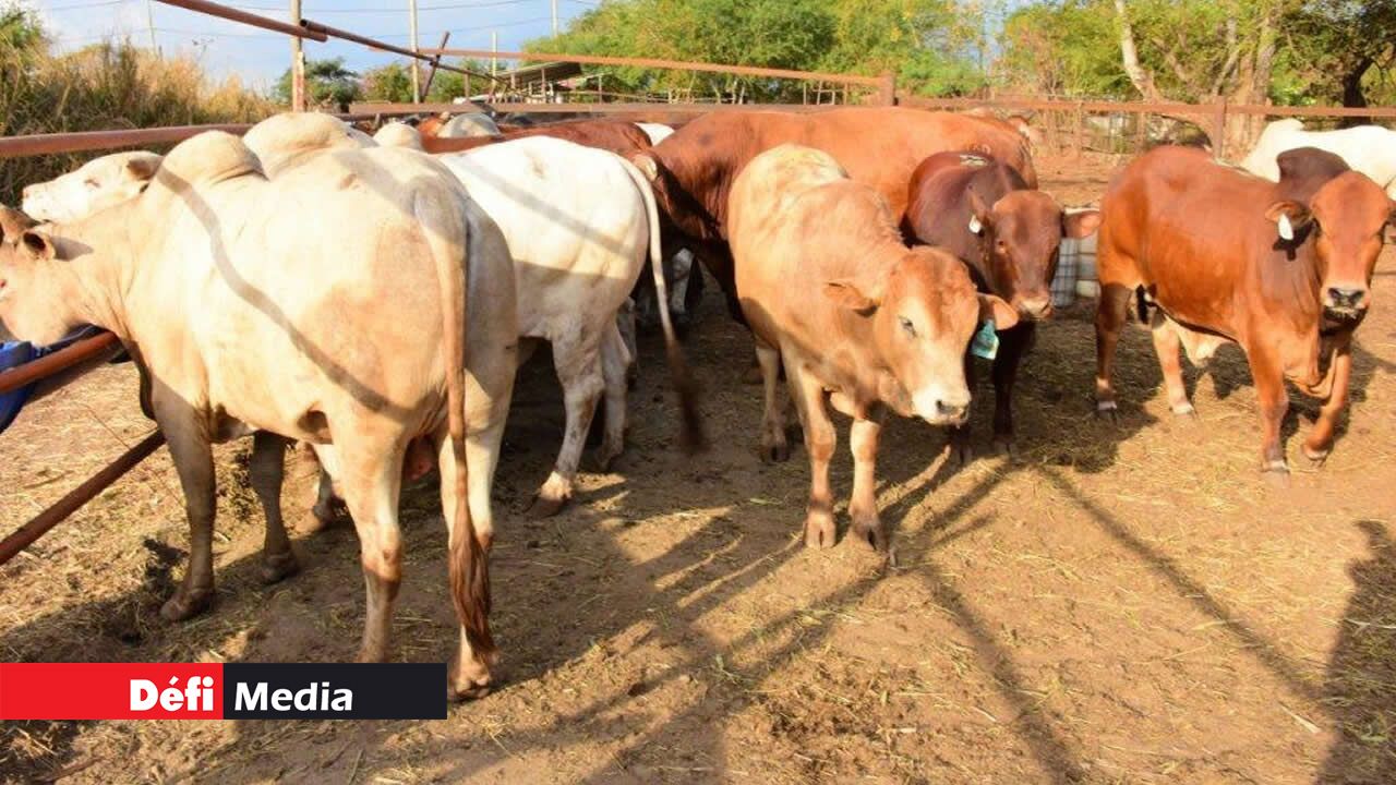 L’élevage, la passion des Diouman. L’élevage, la passion des Diouman.