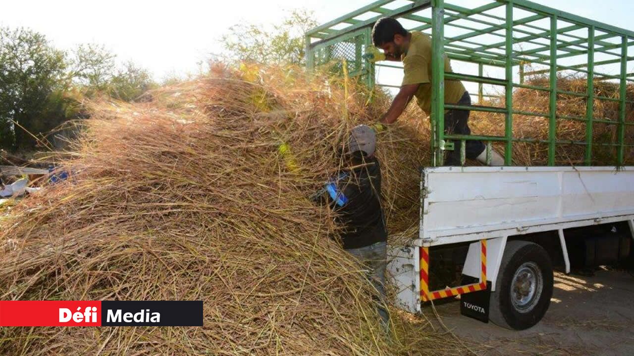 Après avoir passé du temps dans les pâturages, ils rentrent à la ferme. L’herbe doit être fraîche pour le bien-être de l’animal. Après avoir passé du temps dans les pâturages, ils rentrent à la ferme. L’herbe doit être fraîche pour le bien-être de l’animal.