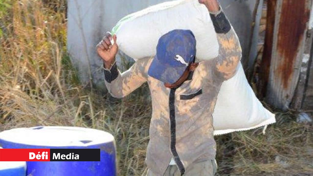 40 à 50 sacs de graines par jour pour nourrir le cheptel. 40 à 50 sacs de graines par jour pour nourrir le cheptel.