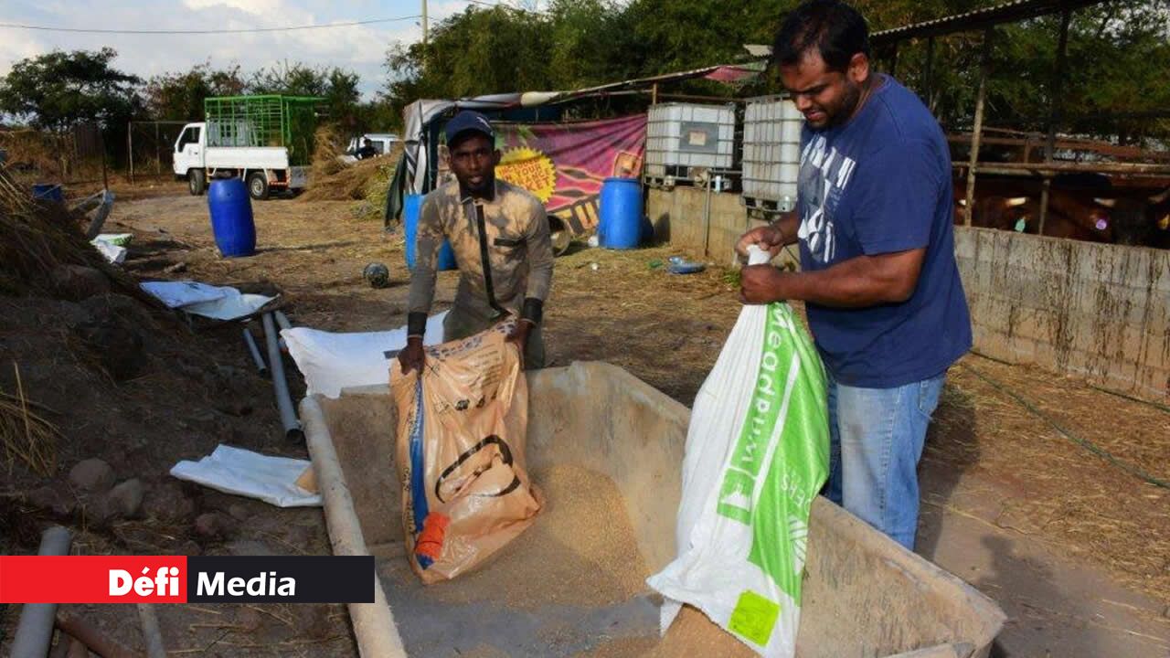 Les graines sont placées dans de grands récipients. Les graines sont placées dans de grands récipients.