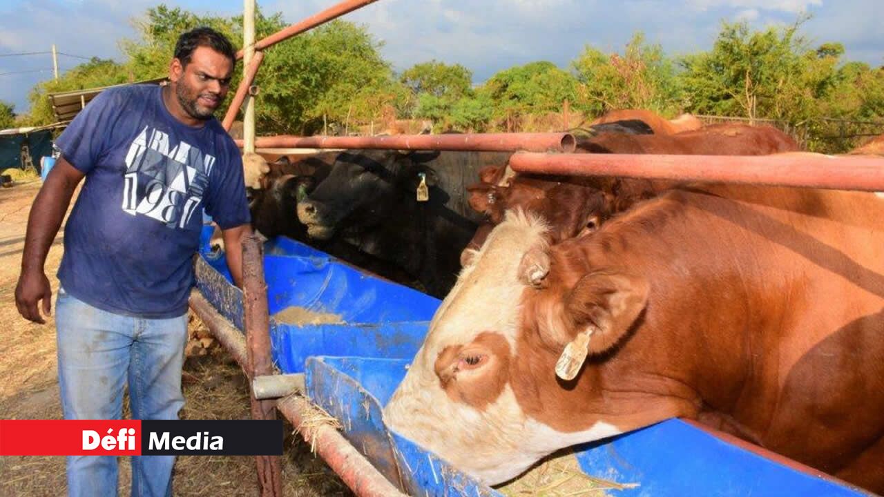 La vérification de la nourriture est faite trois fois par jour par Salim Diouman. La vérification de la nourriture est faite trois fois par jour par Salim Diouman.