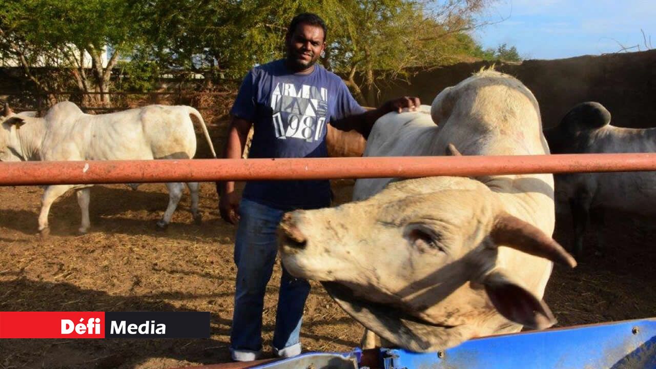 Aux petits soins avec les animaux. Aux petits soins avec les animaux.