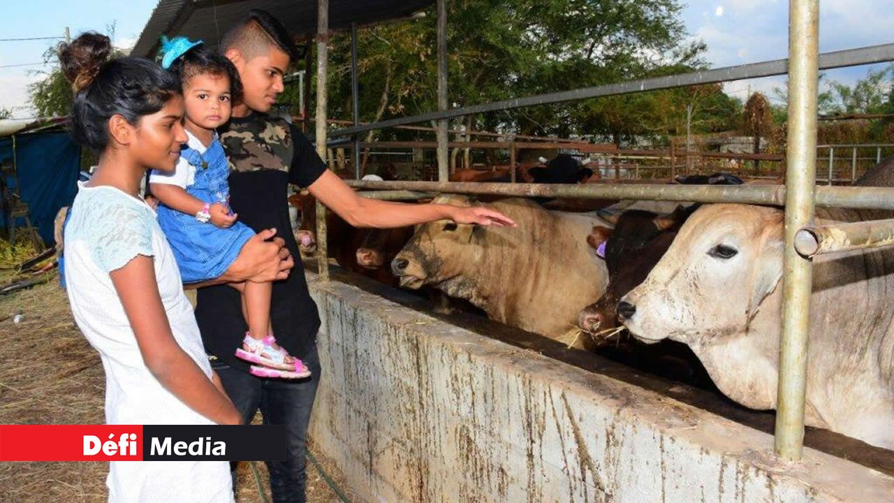 Les Diouman travaillent dans la ferme depuis leur plus jeune âge. Les Diouman travaillent dans la ferme depuis leur plus jeune âge.