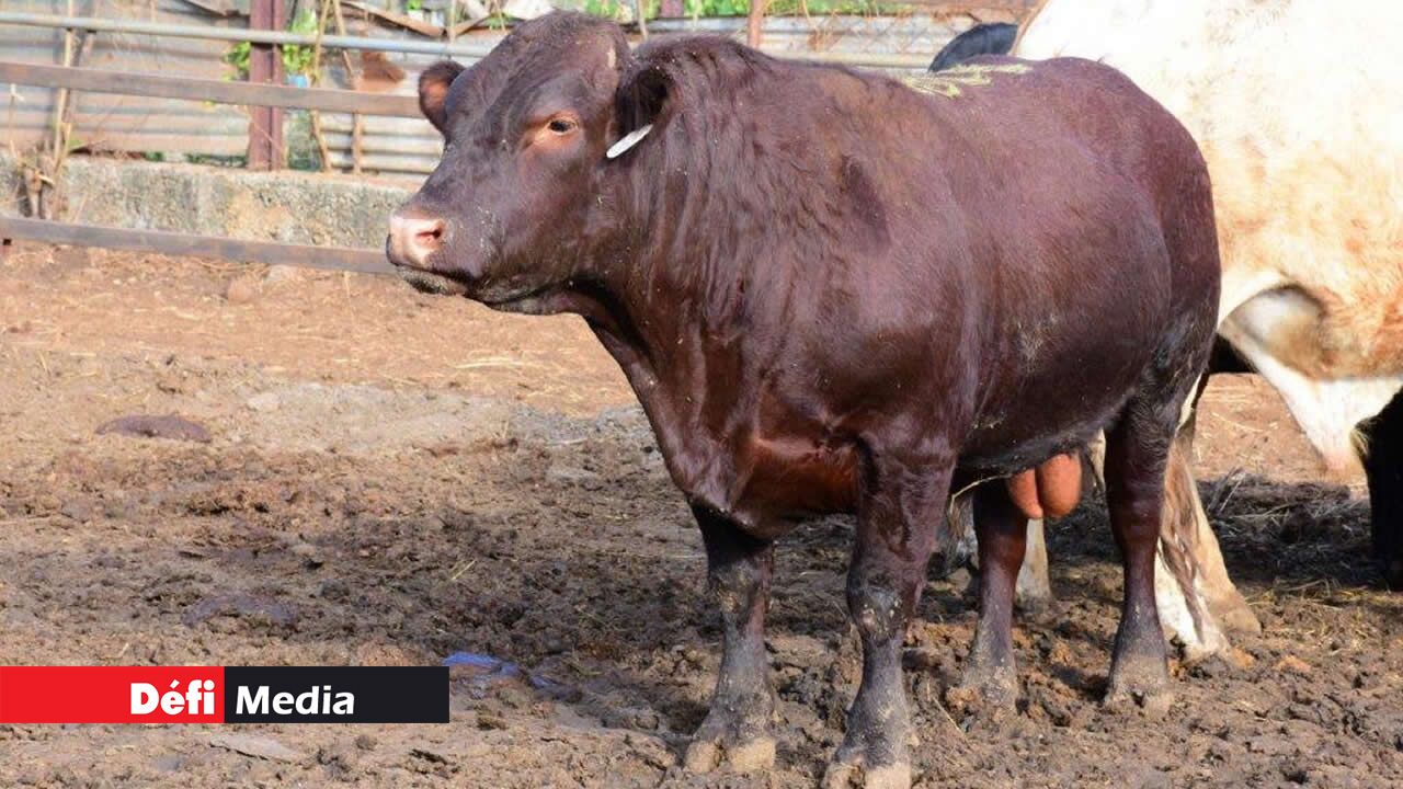 Le beau taureau, la fierté des Diouman. Le beau taureau, la fierté des Diouman.