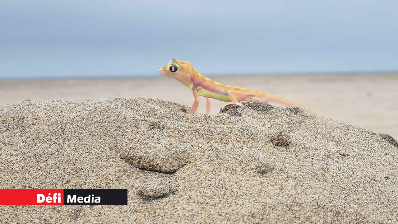 Le gecko palmato, où gecko à pieds palmés, que l’on rencontre en Afrique du Sud, en Namibie et dans le sud de l’Angola. Cette espèce est endémique du désert du Namib.