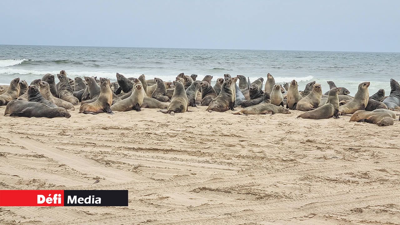 Un groupe de Loutre de mer.