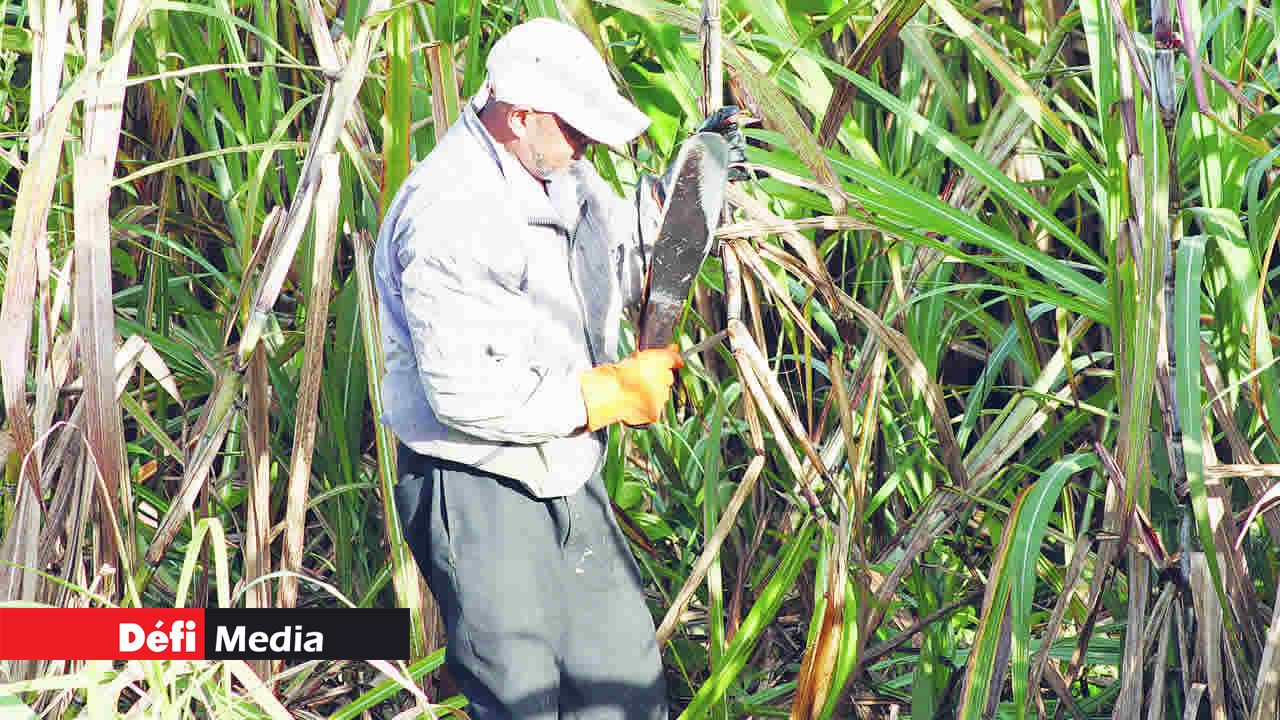 Les coupeurs de canne se font rares  dans les champs des petits planteurs.