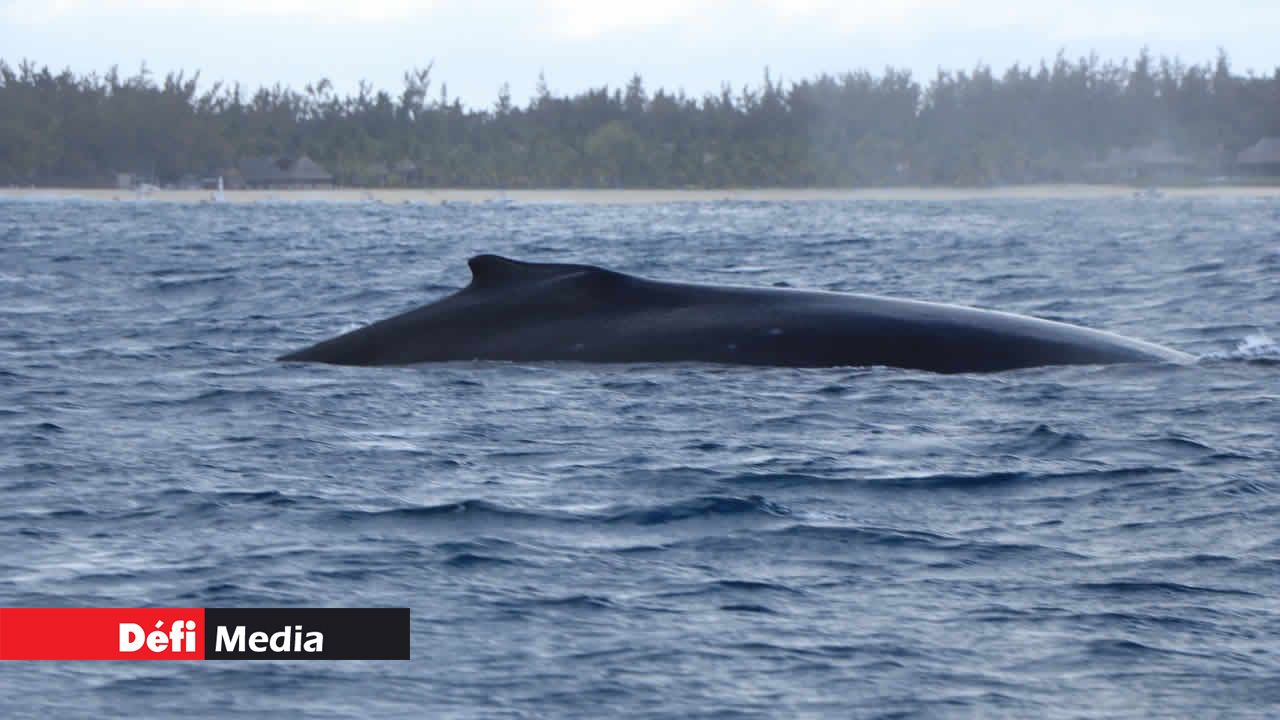 La baleine vient mettre bas dans nos eaux. des cachalots et des baleines