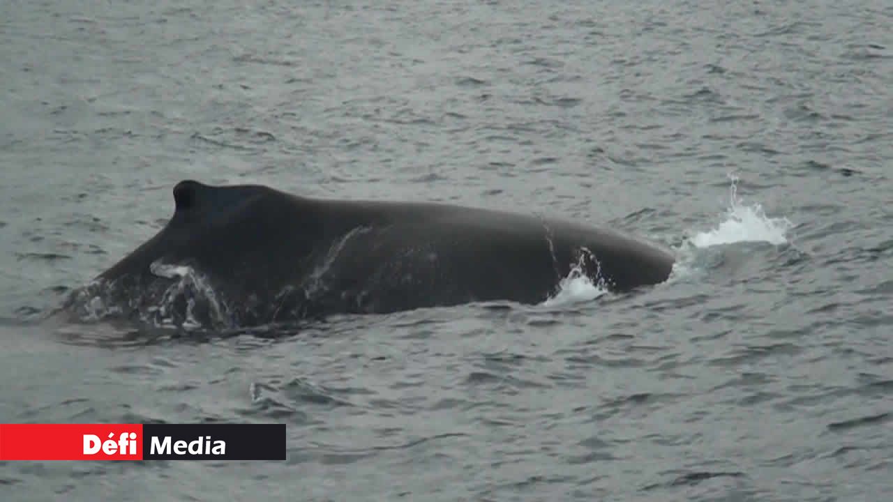 des cachalots et des baleines