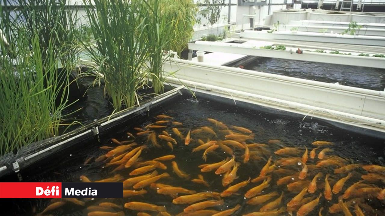 Aquaponics