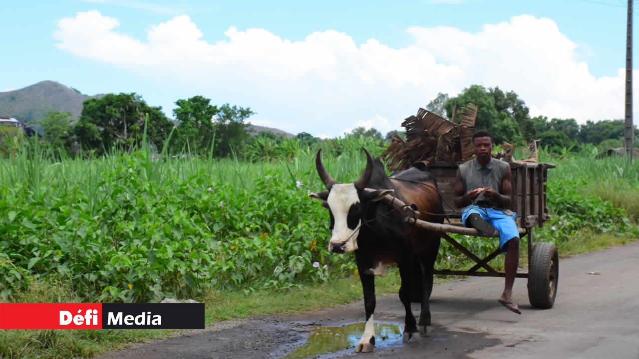 Un autre moyen de locomotion. Croisière dans les îles de l’océan Indien