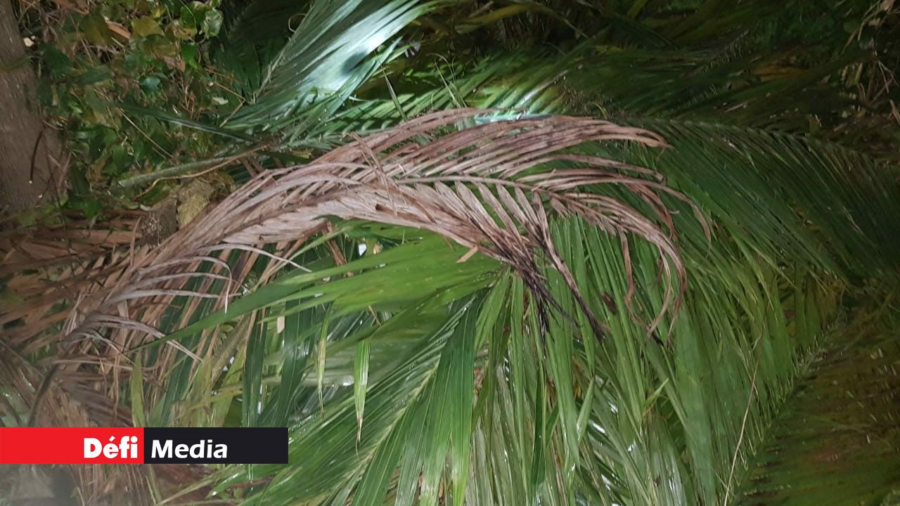 deux fusils et des cartouches de munitions