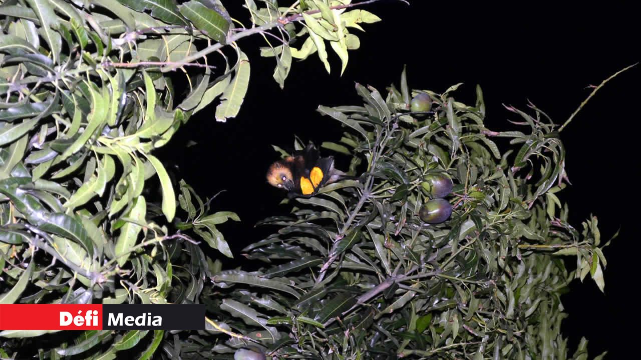 Le scientifique, Dr Vikash Tatayah, soutient qu’il faut installer des filets afin de protéger les fruits.