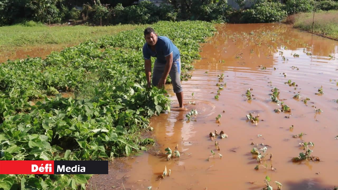 Plusieurs plantations ont été abîmées, dont celle de Sanjeev Teelokee. Plusieurs plantations ont été abîmées, dont celle de Sanjeev Teelokee.