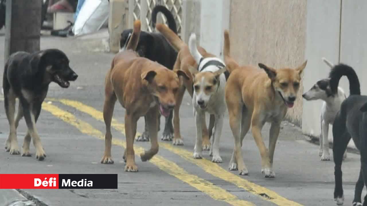 La MSAW ne procède pas au ramassage des chiens errants depuis janvier 2021.