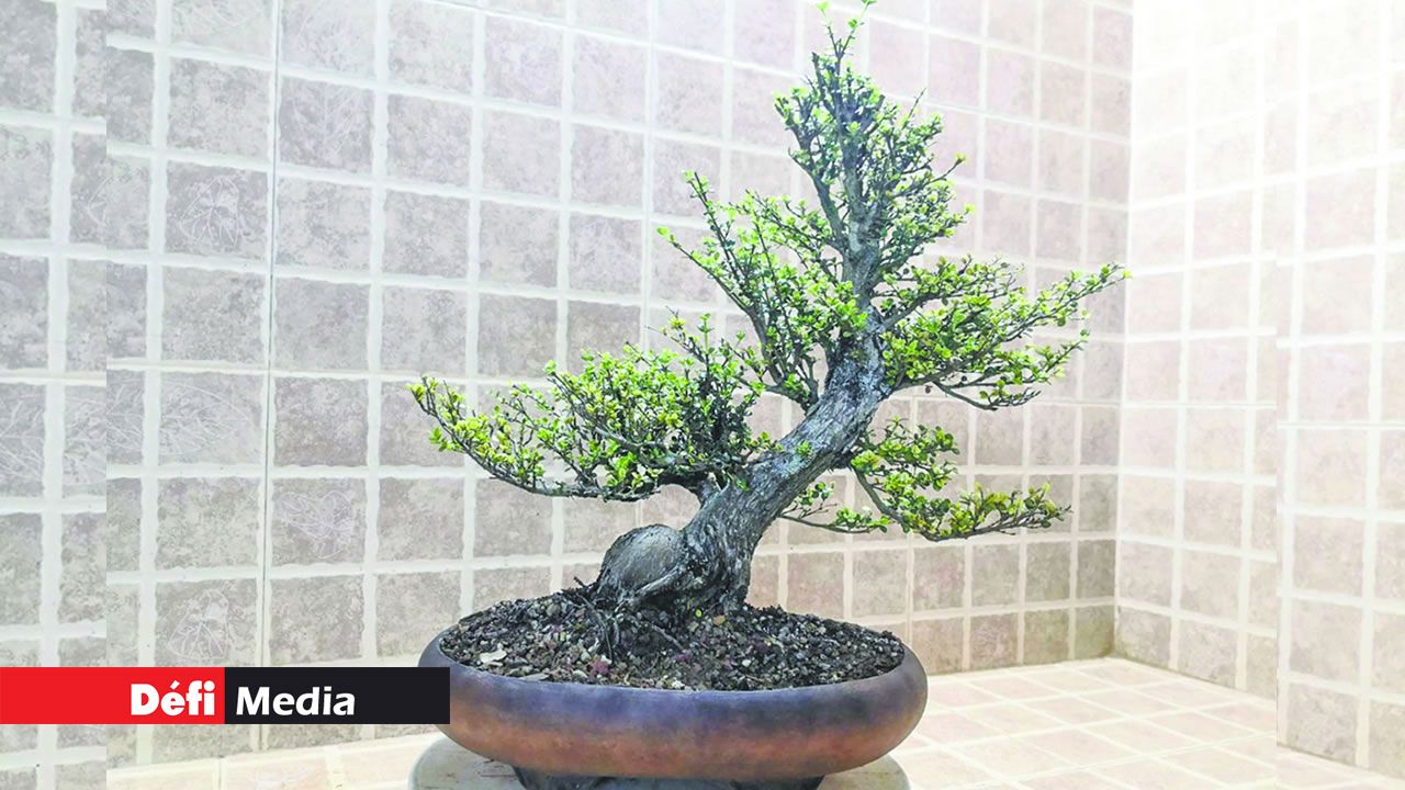 Le bonsaï est un engagement de plusieurs années, voire de toute une vie.