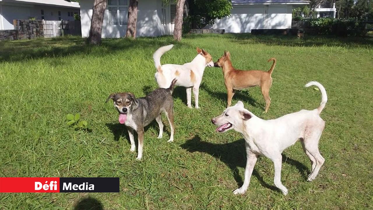 Les chiens errants sur la plage de Belle-Mare.
