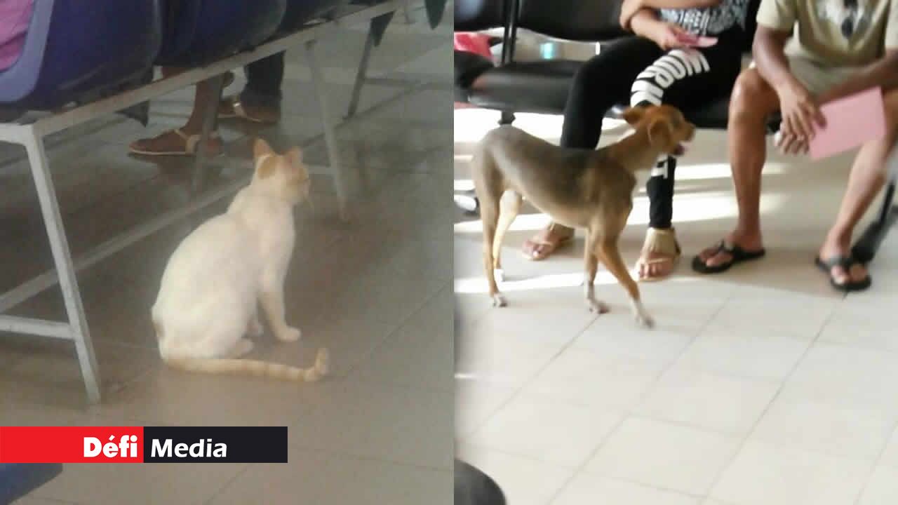 Quand chiens et chats se rendent à l’hôpital… 