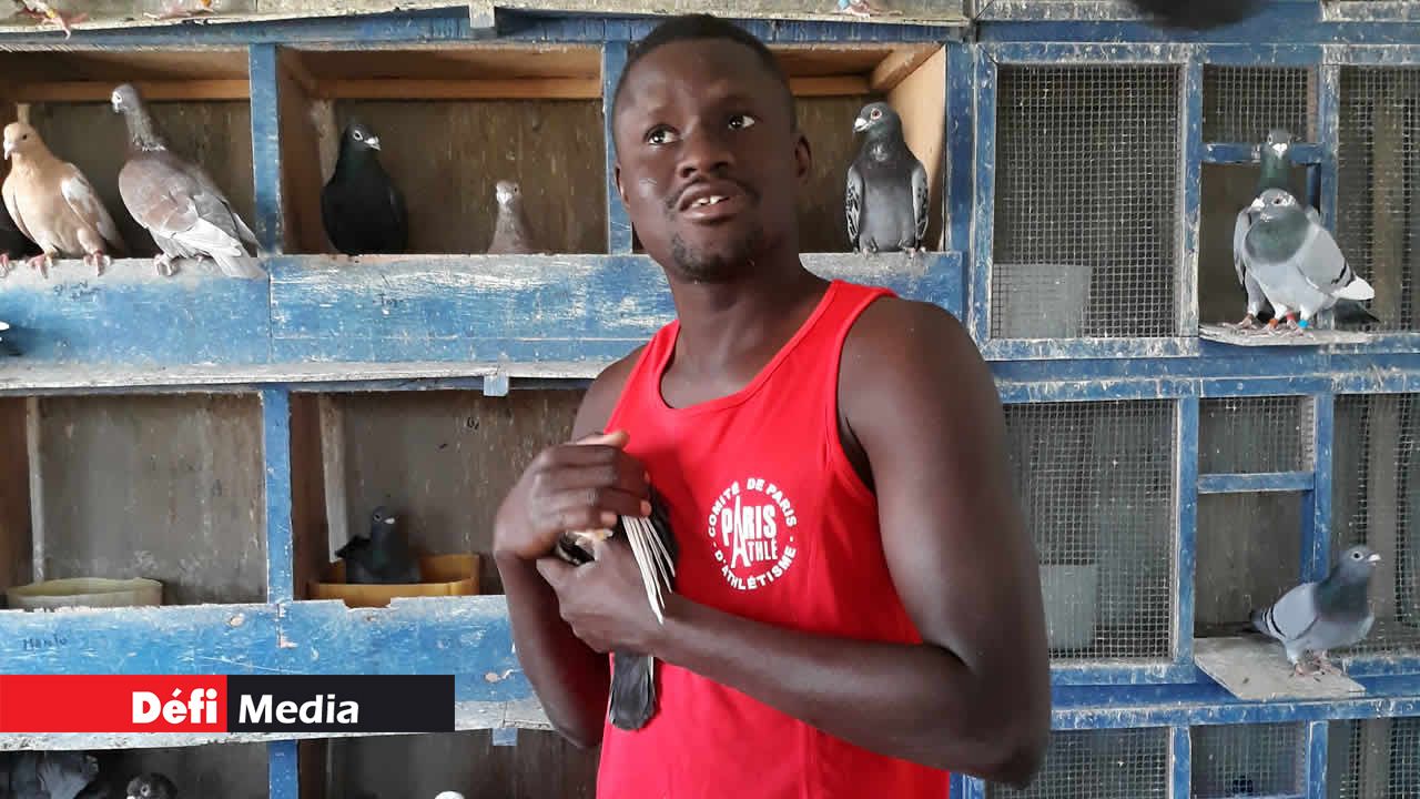 Momar l'éleveur de pigeon. La Terenga