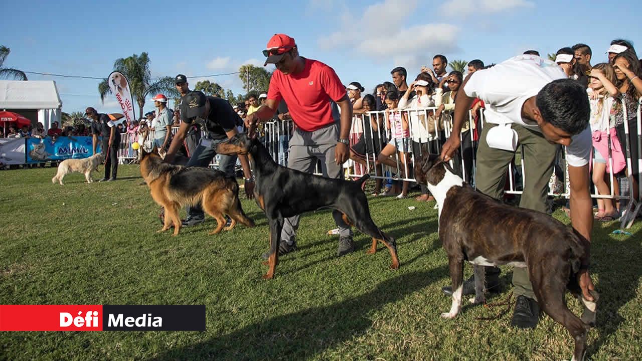 Animaux de compagnie