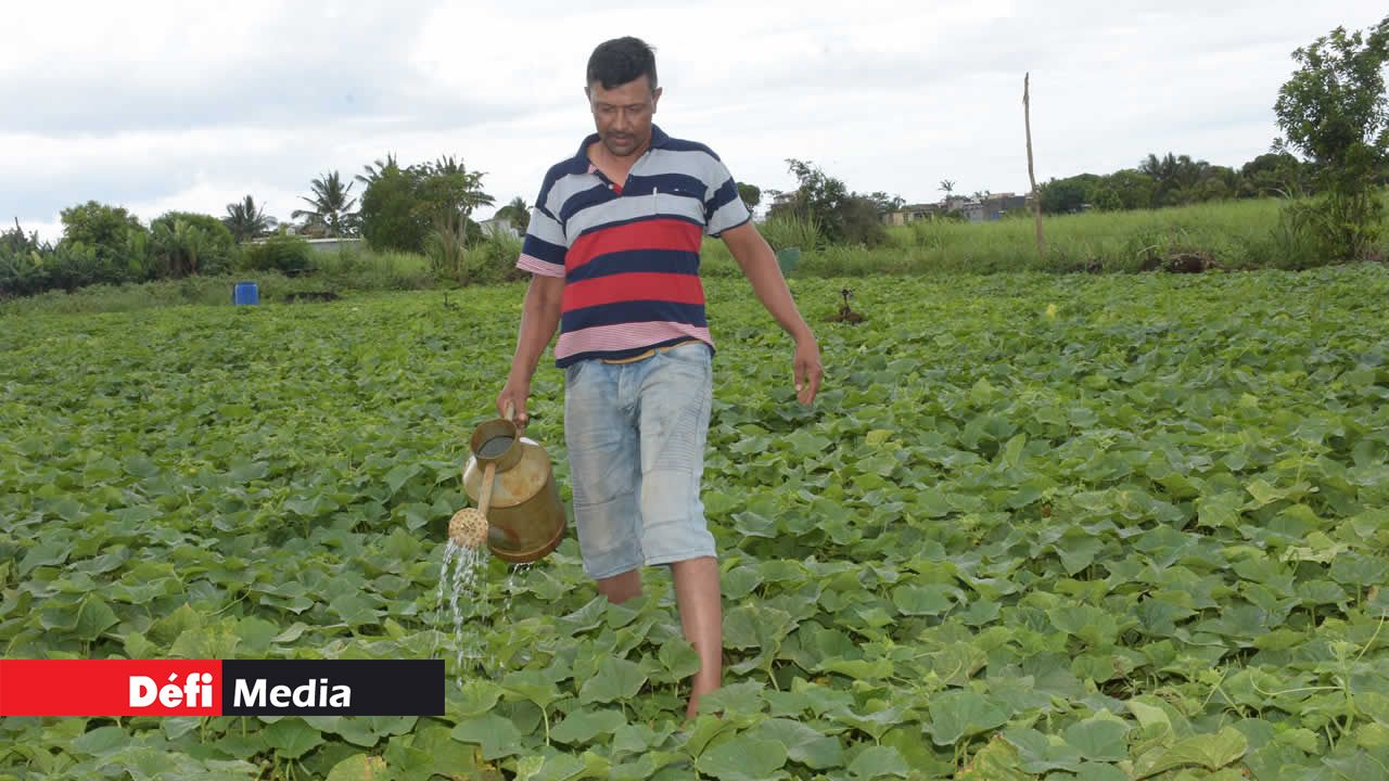 Il faut régulièrement arroser les légumes et les fruits. Hiran Ramjan