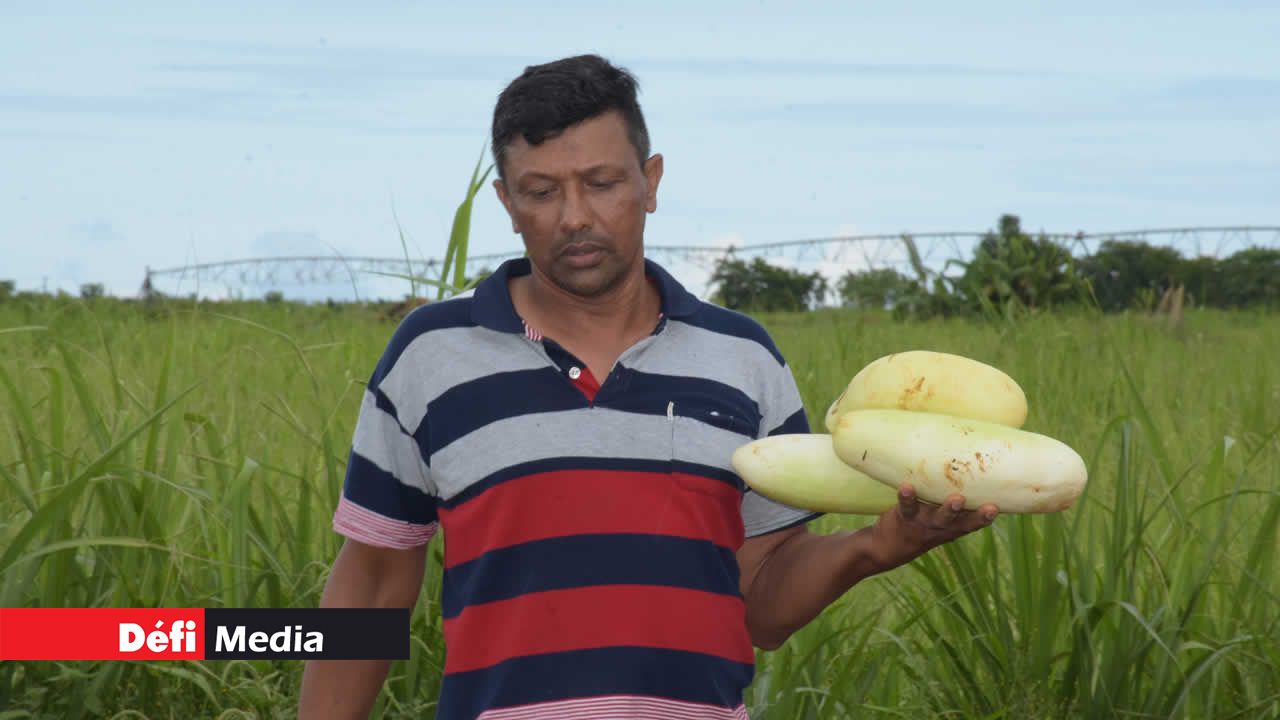 Des concombres sur le caisson de son véhicule prêts pour la livraison. Hiran Ramjan
