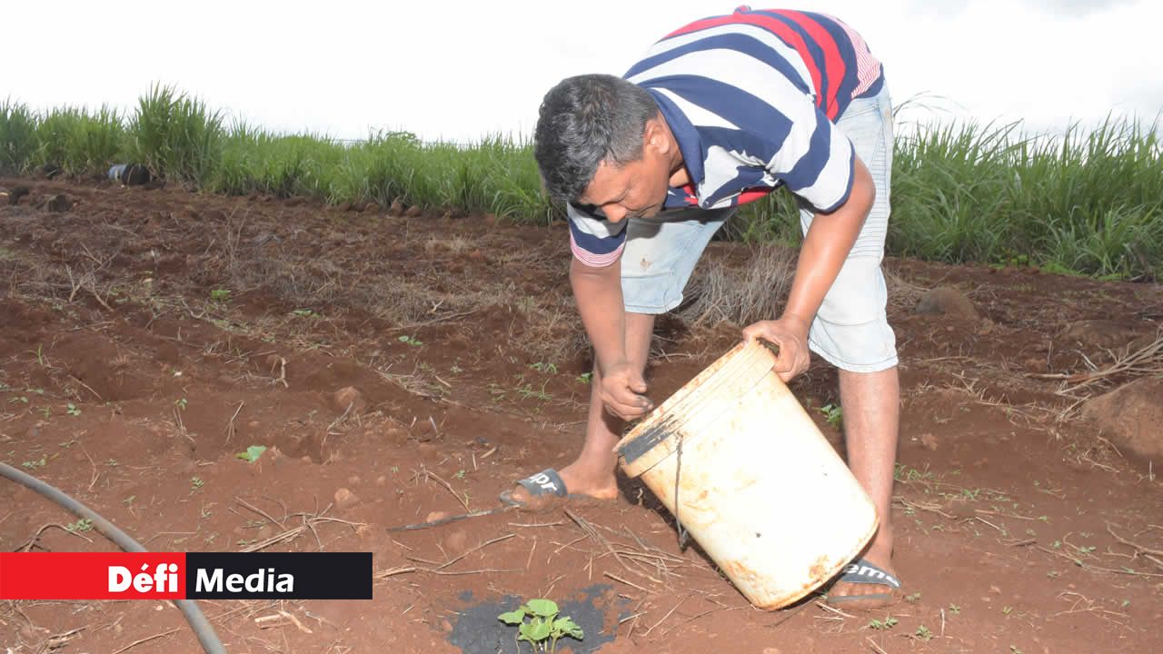 Hiran Ramjam s’occupe de ses jeunes plantes avec passion. Hiran Ramjan