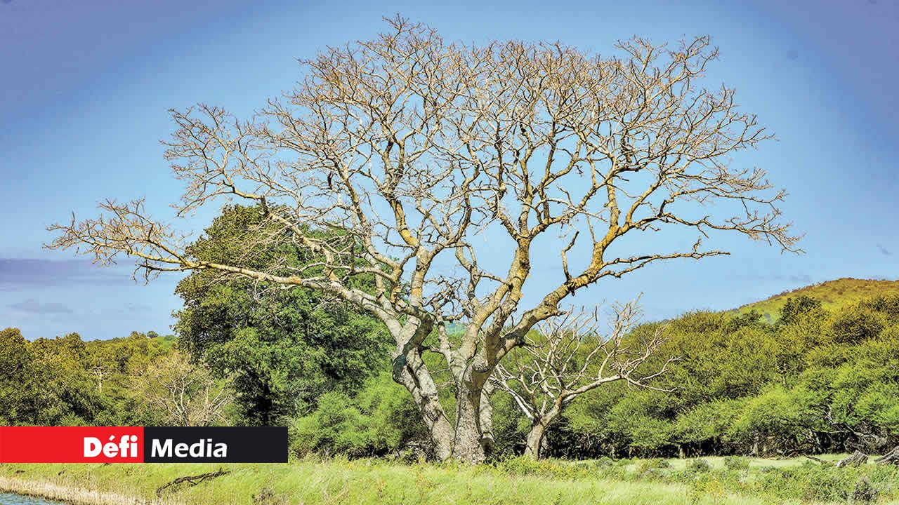 Dans cette vaste forêt, les arbres majestueux s’élancent vers le ciel.
