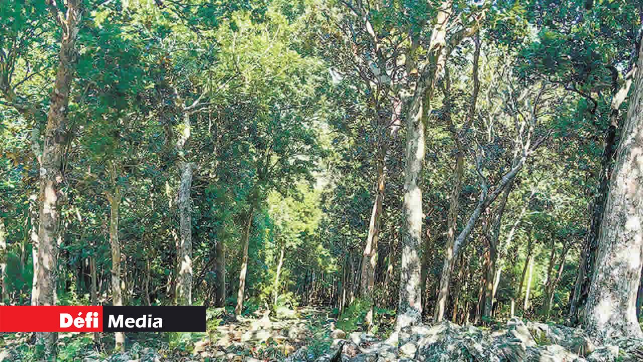 On peut trouver des plantes endémiques tout le long du parcours.