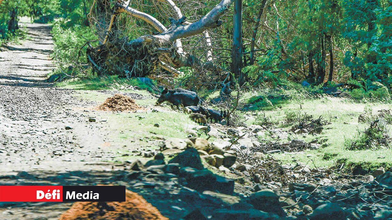 Le Yemen Lodge au milieu de la nature et des animaux.
