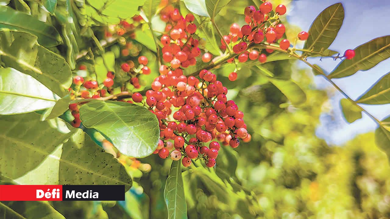 Tout au long des sentiers, vous découvrirez des arbres aux graines écarlates, connues sous le nom de « poivre rouge ». De nombreuses personnes s’aventurent en forêt pour les récolter, les faire sécher, puis les vendre.