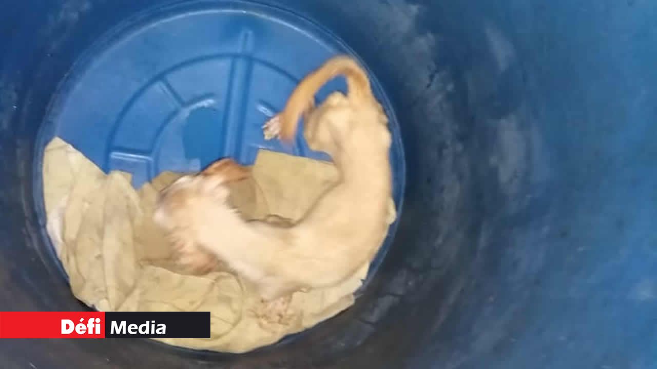Des caniches ont été retrouvés dans des poubelles. chiens