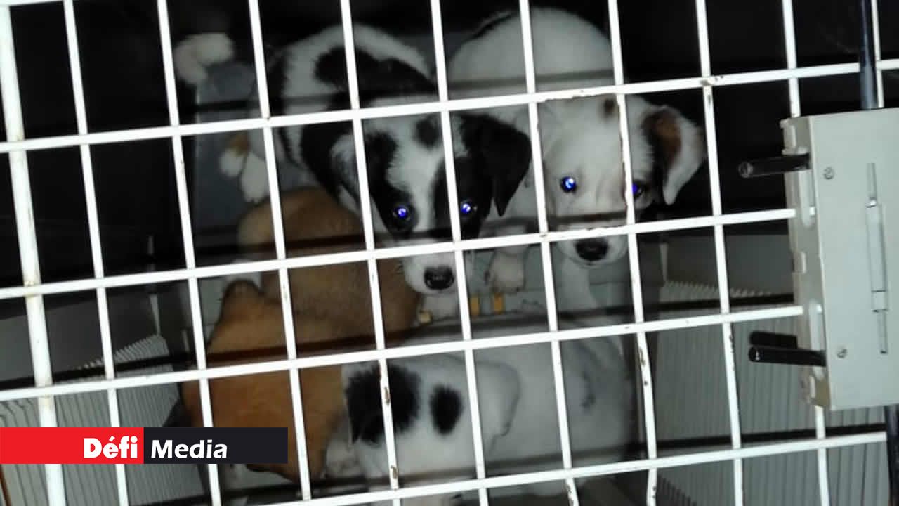 Les chiots de quelques mois seront proposés à l’adoption. chiens