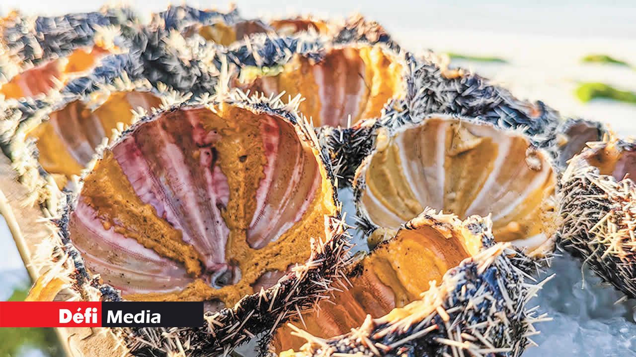 Des oursins fraîchement cueillis et préparés pour la dégustation.