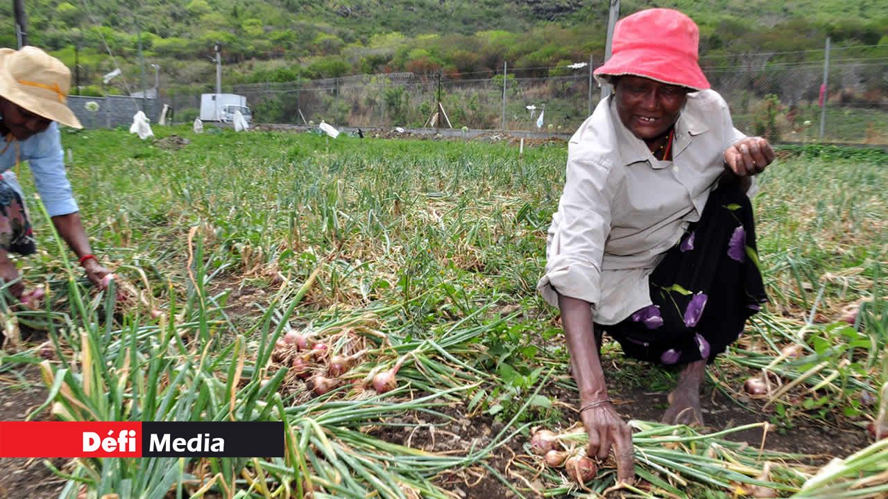Production d’oignons